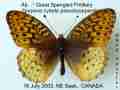 Speyeria cybele pseudocarpenteri AB 2 (Internet Image property of respective owner, non-commercial use only)